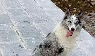 陨石边境牧羊犬 陨石边境牧羊犬