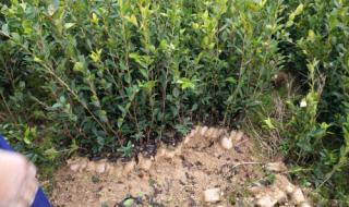 油茶苗基地 油茶苗基地