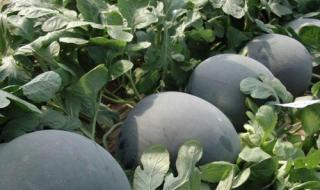 西瓜病虫害 西瓜病虫害