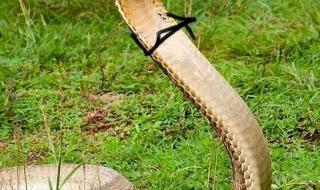 王蛇为什么不怕毒蛇