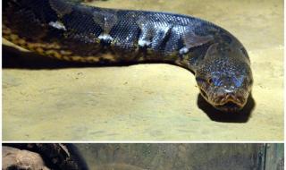 玉米锦蛇有毒吗 玉米锦蛇有毒吗