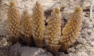 梭梭树根部寄生 梭梭树根部寄生