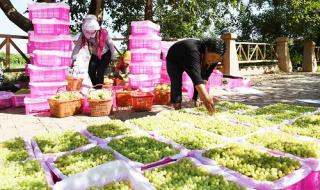 新疆吐鲁番葡萄沟