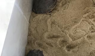 乌龟冬眠吗 乌龟冬眠吗