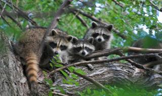 浣熊洗衣服 浣熊洗衣服
