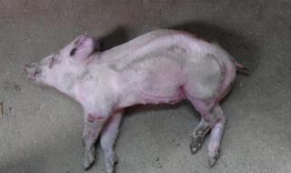 猪的链球菌用什么药 猪链球菌病治疗