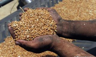 今日小麦一斤价格表 今日小麦一斤价格表