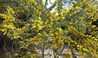 山上的山花开呀 山上的山花开呀